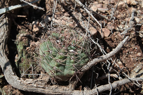 Gymnocalycium pinali Tom 878/1, foto ing. Tom Kulhnek