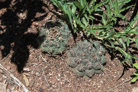 Gymnocalycium pinali Tom 879/1, foto ing. Tom Kulhnek