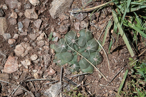 Gymnocalycium pinali Tom 897/1, foto ing. Tom Kulhnek