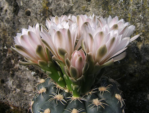 Gymnocalycium amerhauseri ssp altagraciense