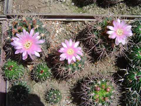 Gymnocalycium neuhuberi