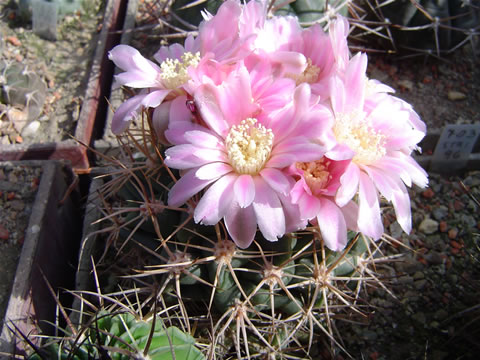 Gymnocalycium neuhuberi GN 77