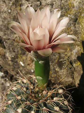 Gymnocalycium erinaceum