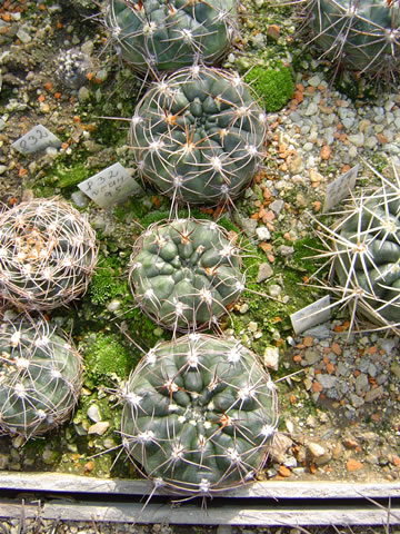 Gymnocalycium carolinense GN