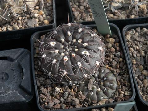 Gymnocalycium berchtii var nataliae sto 526