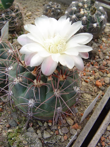 Gymnocalycium carolinense