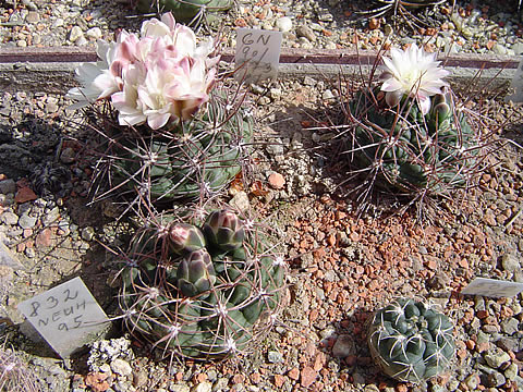 Gymnocalycium carolinense střední trny - central spines
