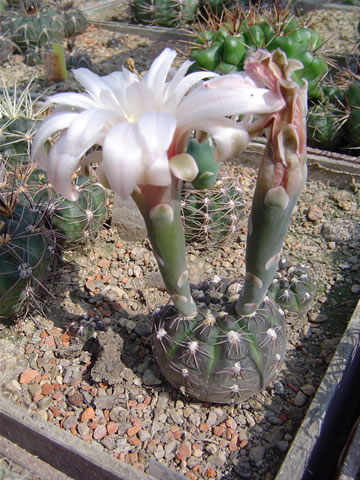 Gymnocalycium berchtii var nataliae sto 526