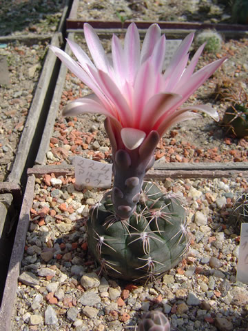 Gymnocalycium kieslingii P 383