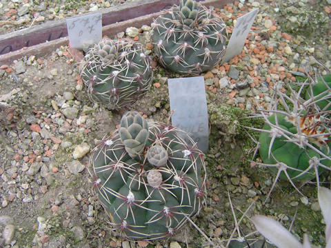 Gymnocalycium kieslingii australis P 379