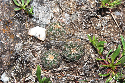 Gymnocalycium andreae EO 7129 doprovodný druh foto dr Gert Neuhuber