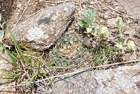 Gymnocalycium carolinense ssp fedjukinii EO 7131 foto dr Gert Neuhuber