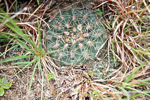 Gymnocalycium carolinense ssp fedjukinii EO 7133 foto dr Gert Neuhuber