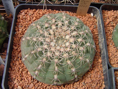 Gymnocalycium kieslingii