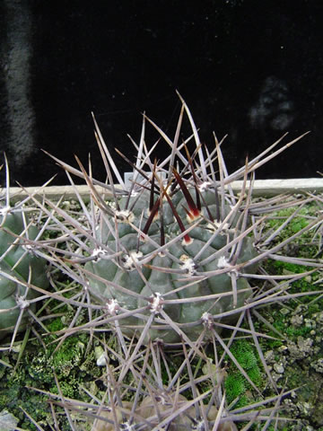 Gymn. gibbosum ssp radekii