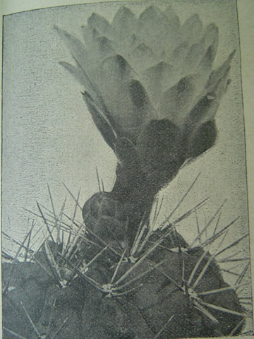Echinocactus gibbosus, foto AVF 1917