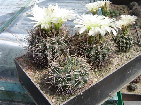 Gymn. gibbosum ssp. gastonii