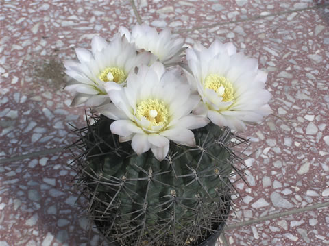 Gymn. gibbosum var. nigrum, foto Rudolf Frélich