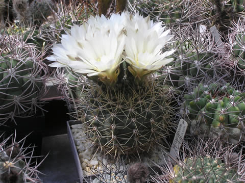 Gymn. gibbosum var. fennellii, foto Rudolf Frélich