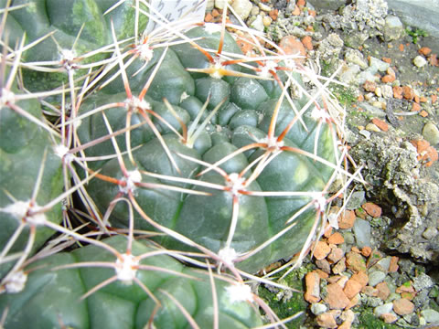 Gymnocalycium kroenleinii from seeds Piltz