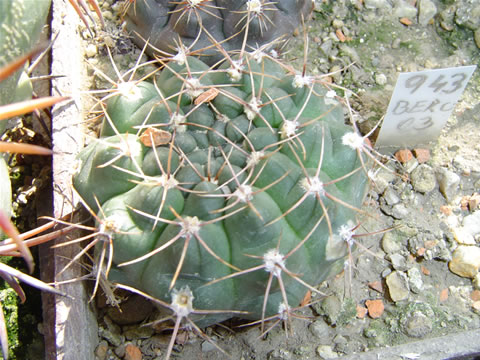 Gymnocalycium lukasikii JPR