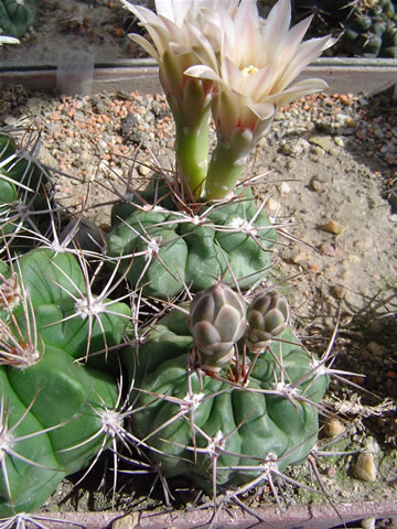 Gymnocalycium miltii JPR 95 219 cebrado de los condores