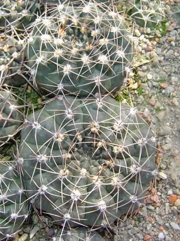 Gymnocalycium lukasikii emilii sto 1596