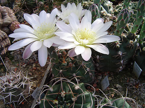 Gymnocalycium lukasikii, foto Ch.