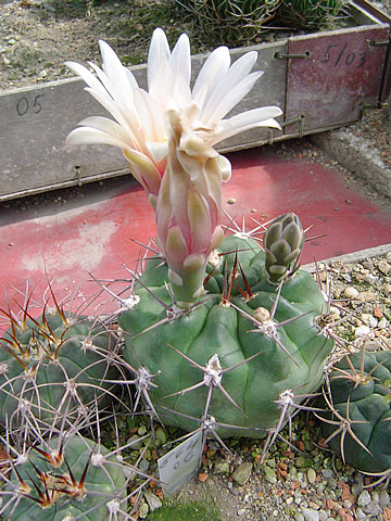 Gymnocalycium miltii