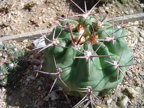 Gymnocalycium miltii