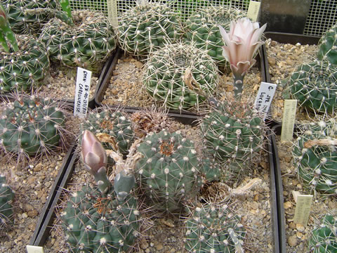 Gymnocalycium lukaikii