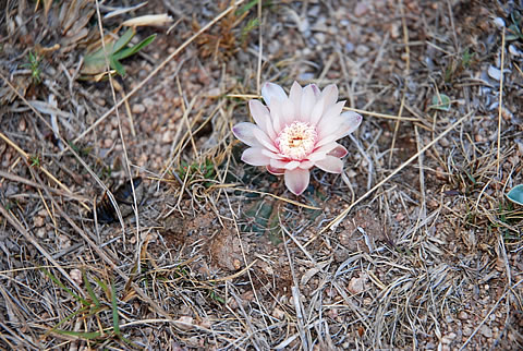 Gymnocal kroenleinii ssp funettae