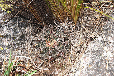 Gymnocalycium kroenleinii ssp funettae na nalezišti