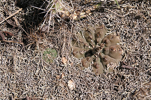 Gymnocalycium kuehhasii na nalezišti Tom 505, foto ing Tomáš Kulhánek