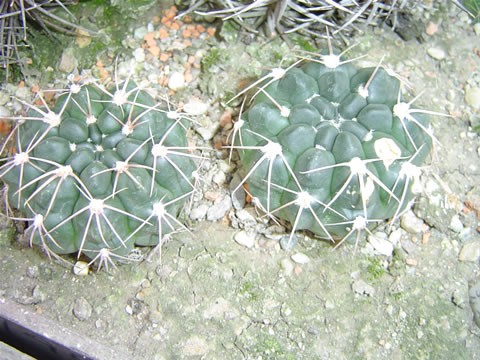 Gymnocalycium fischeri STO 409 AT Achiras