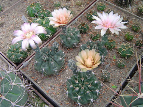 Gymnocalycium fischeri