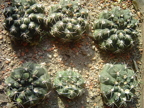 Gymnocalycium robustum