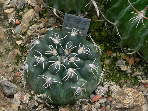 Gymnocalycium robustum sto 278 sta elena