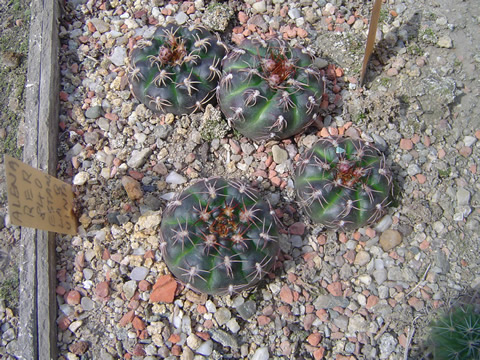 Gymnocalycium alenae RER 840 Estancia La Quinta