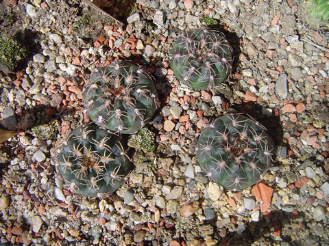 Gymnocalycium alenae