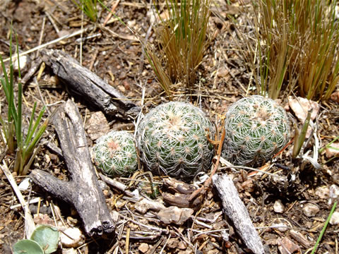 Gymn. albispinum s las palmas