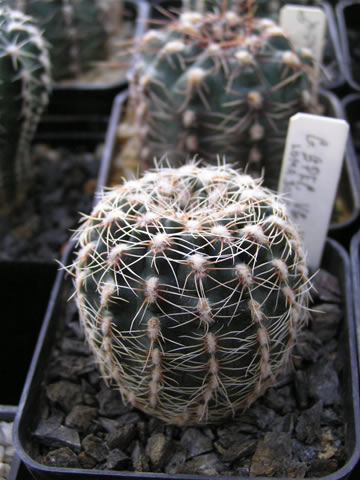 Gymn. bruchii var. papschii, foto Rudolf Frélich