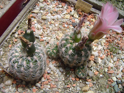 Gymnocalycium bruchii pawlovskyi