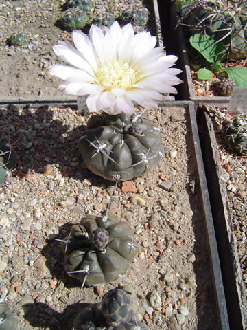 Gymnocalycium dubniorum