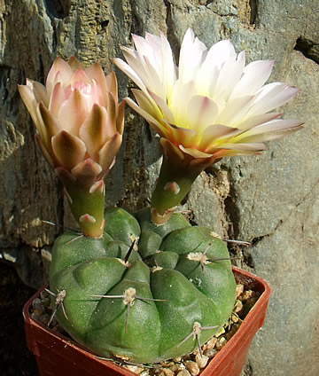 Gymnocalycium dubniorum, foto ing Pavel Tůma