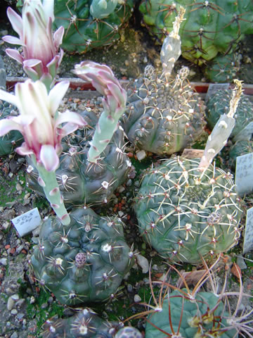 left - Gymn. schroederianum boesii, right - Gymn. schroederianum 