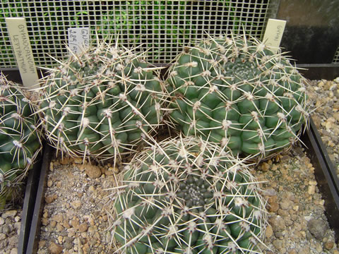 Gymnocalycium schroederianum