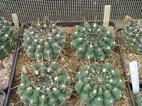 Gymnocalycium schroederianum paucicostatum