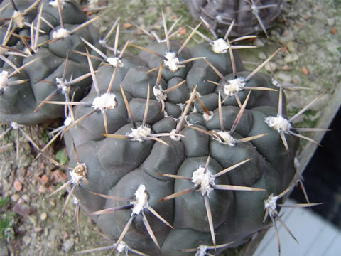 Gymn. borthii ssp. kokorii