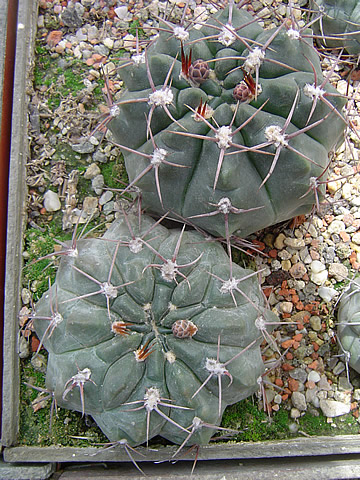 Gymnocalycium borthii nogolense